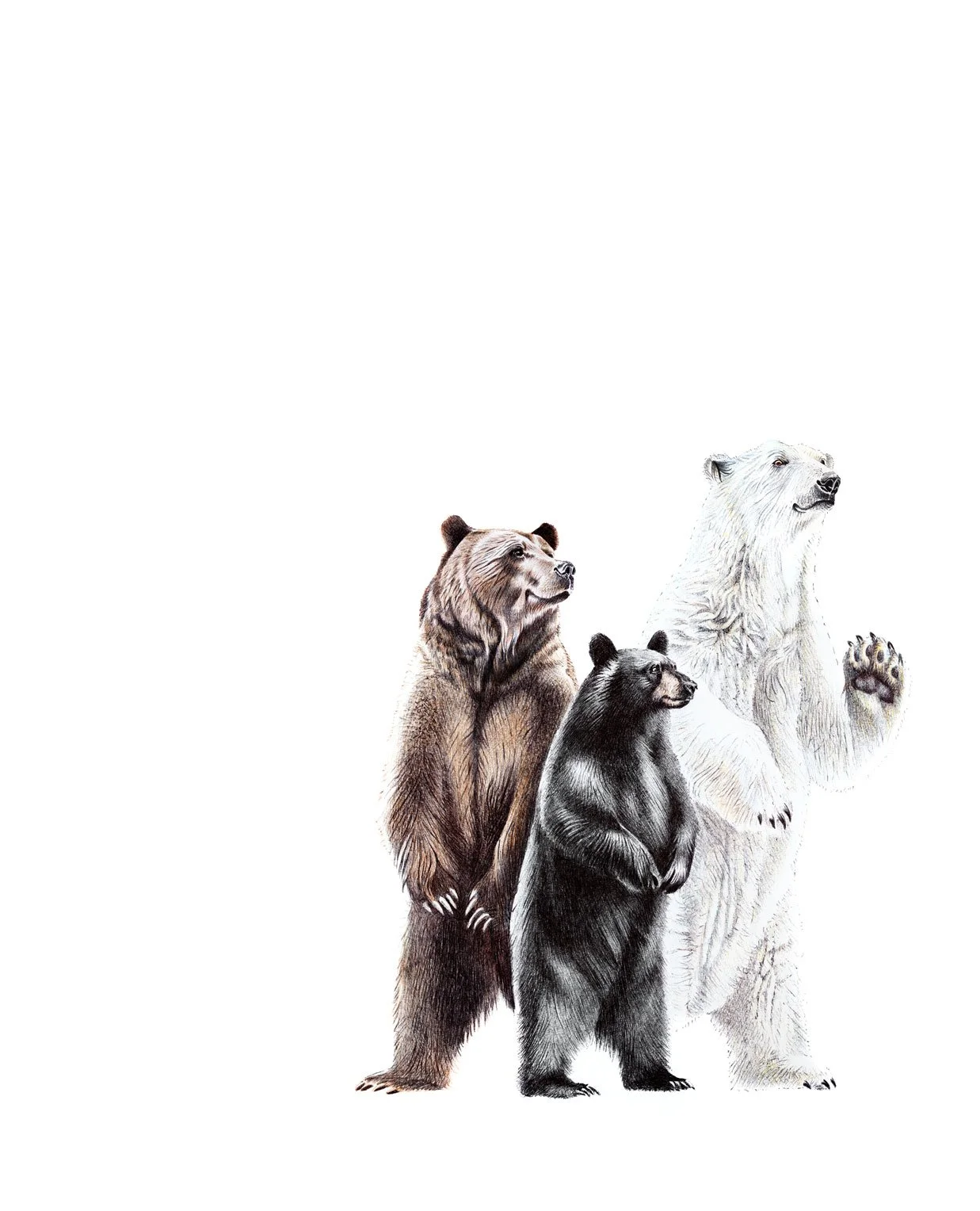 3-bears.jpg