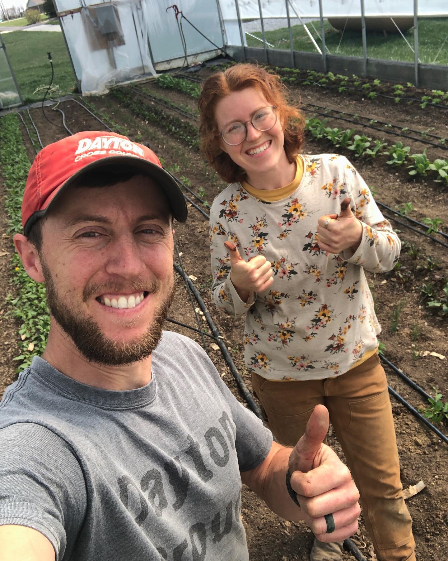 500 tomatoes in an hour! Tons of tomatoes in the big greenhouse today - our earliest planting ever for them and we are pretty excited about it. 🍅😍🍅