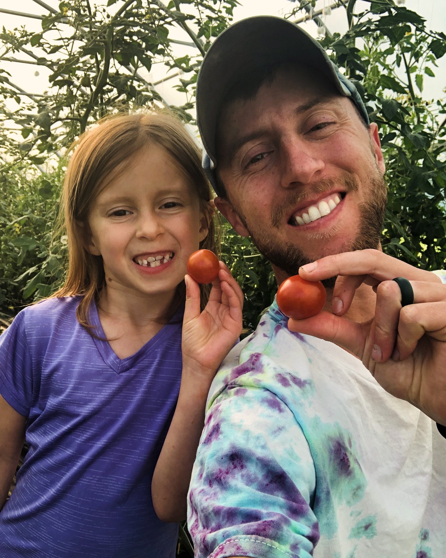 First tomatoes of the year are here - had some help finding them this evening on our after dinner walk. 
🍅🍅🍅🍅🍅🍅🍅🍅🍅
Probably a week or two till we have enough to start to share with members - bring on summer!