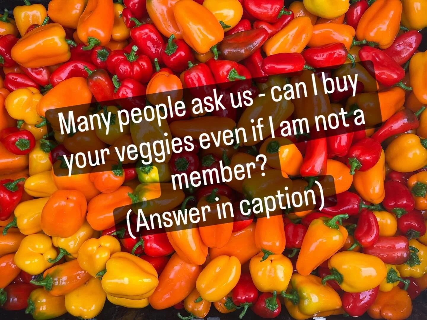Yes! Our online veggie shop has been a big success this year. Anyone can shop our fresh organic veggies Tuesday evening through Friday morning - link in our bio. Then you can pick up your custom-packed veggies during our pick up window Friday from 1-