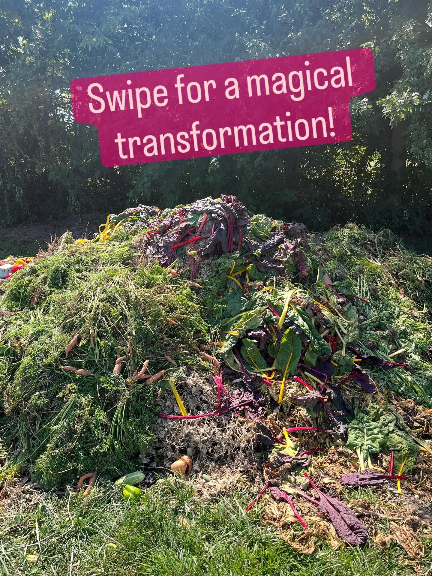 We love compost in the garden! We make it, we buy it, we mulch with it, we feed the soil with it, we improve drainage with it, we just love it. 

This is what 5 months before and after looks like for our main season compost pile. Pretty awesome!