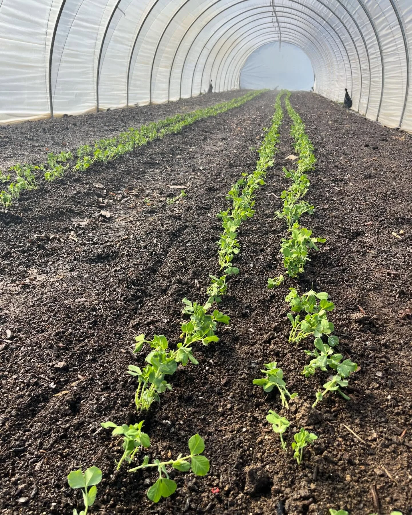 More signs of spring around the garden. Each day brings more daylight and warmer soils - the growth over the next three months is the most exciting time of year for us - plants are really amazing! 🌱❤️🌱