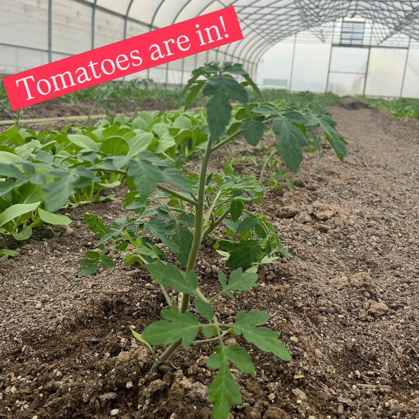 The season hits full steam once the tomatoes go in! Full speed ahead for our farm team from now till November :)