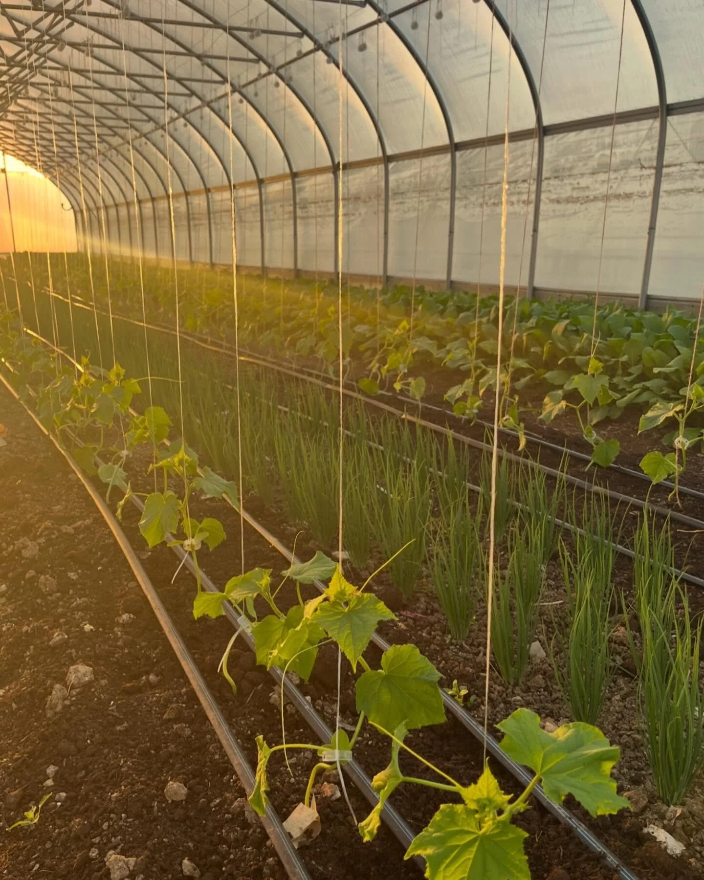 Cucumbers reaching for those last few rays of golden spring sunshine. Every second counts for these young and tender plants on these lengthening days. Good things to come!