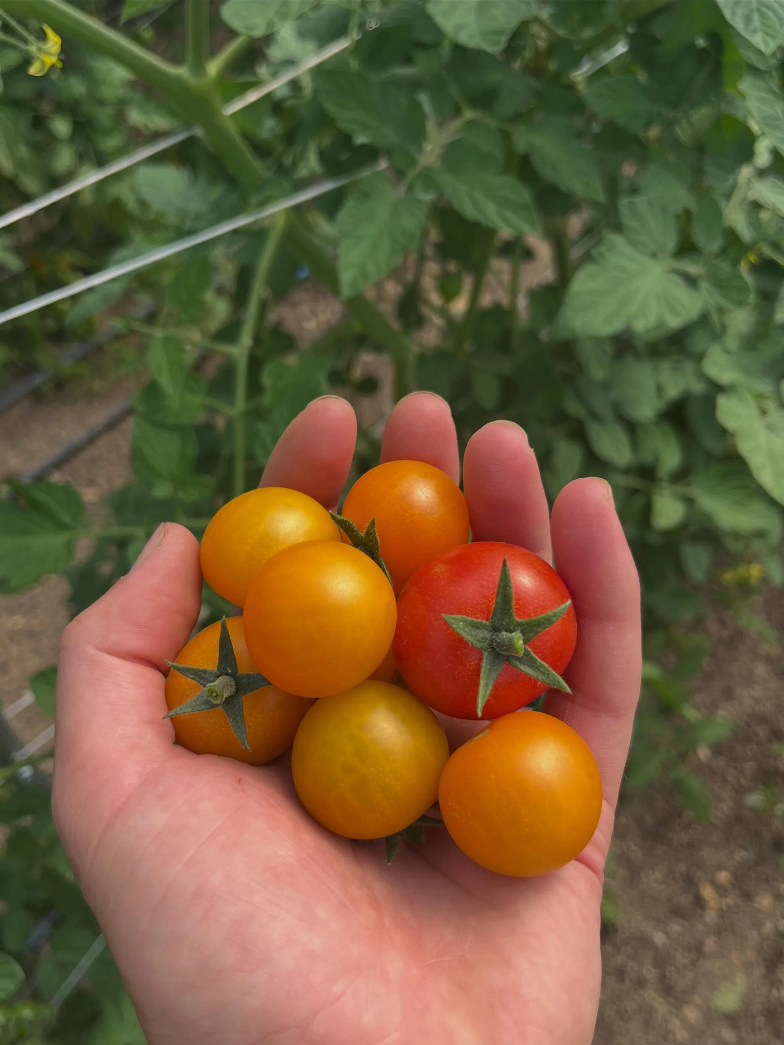 A sign of the seasons turning! 

Just the first of many - but summer crops starting to ripen up around the garden 🍅😍🍅
