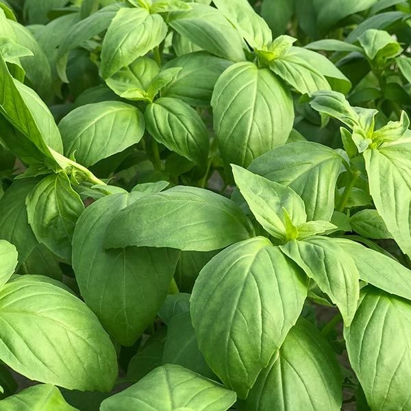 basil.jpg