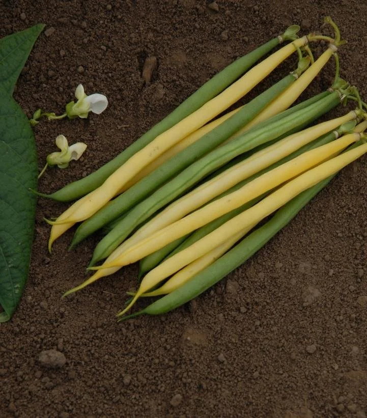 green and yellow beans.jpg