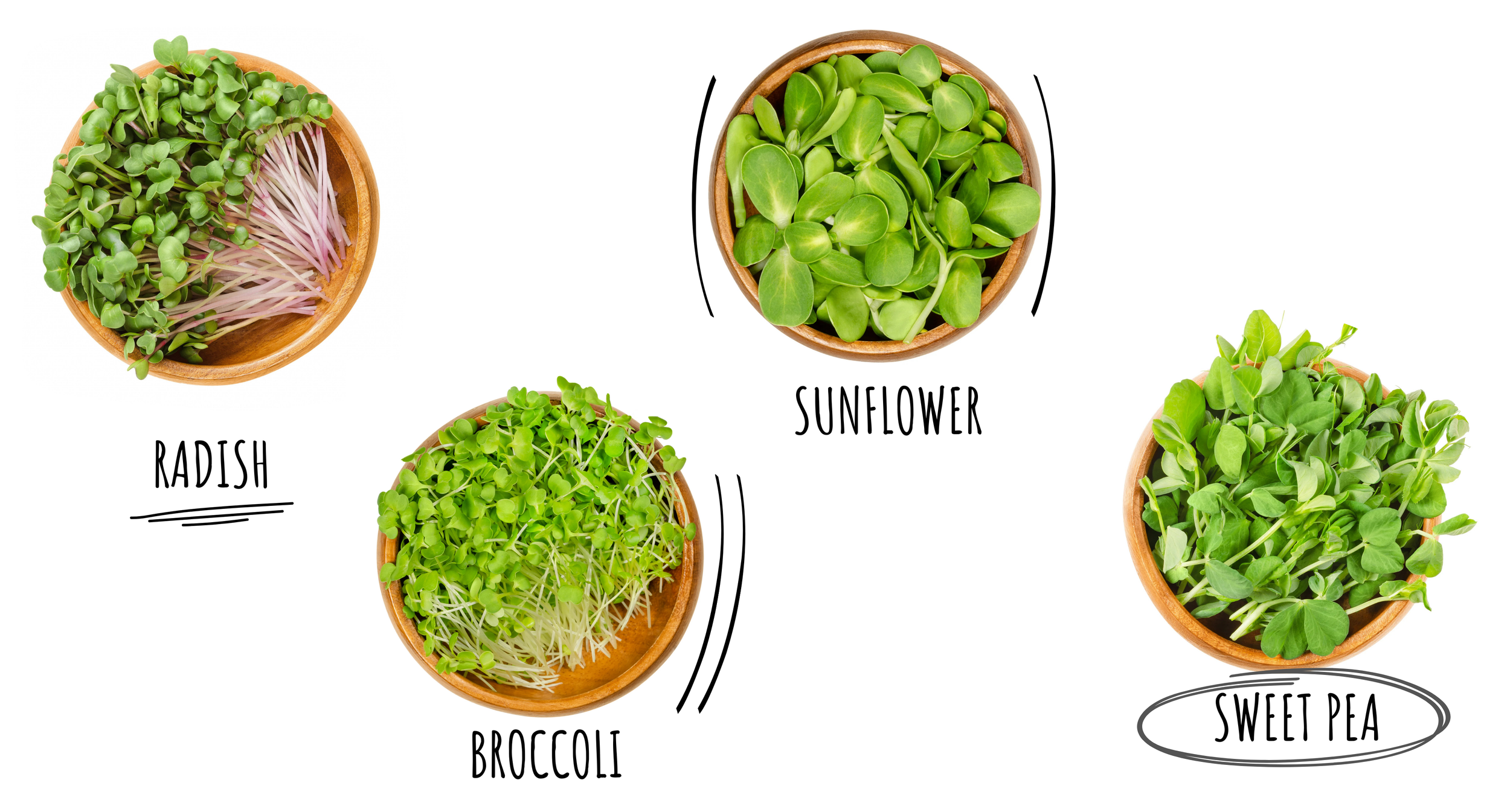 Microgreens We Grow: Radish, Sunflower, Broccoli and Sweet Pea Microgreens