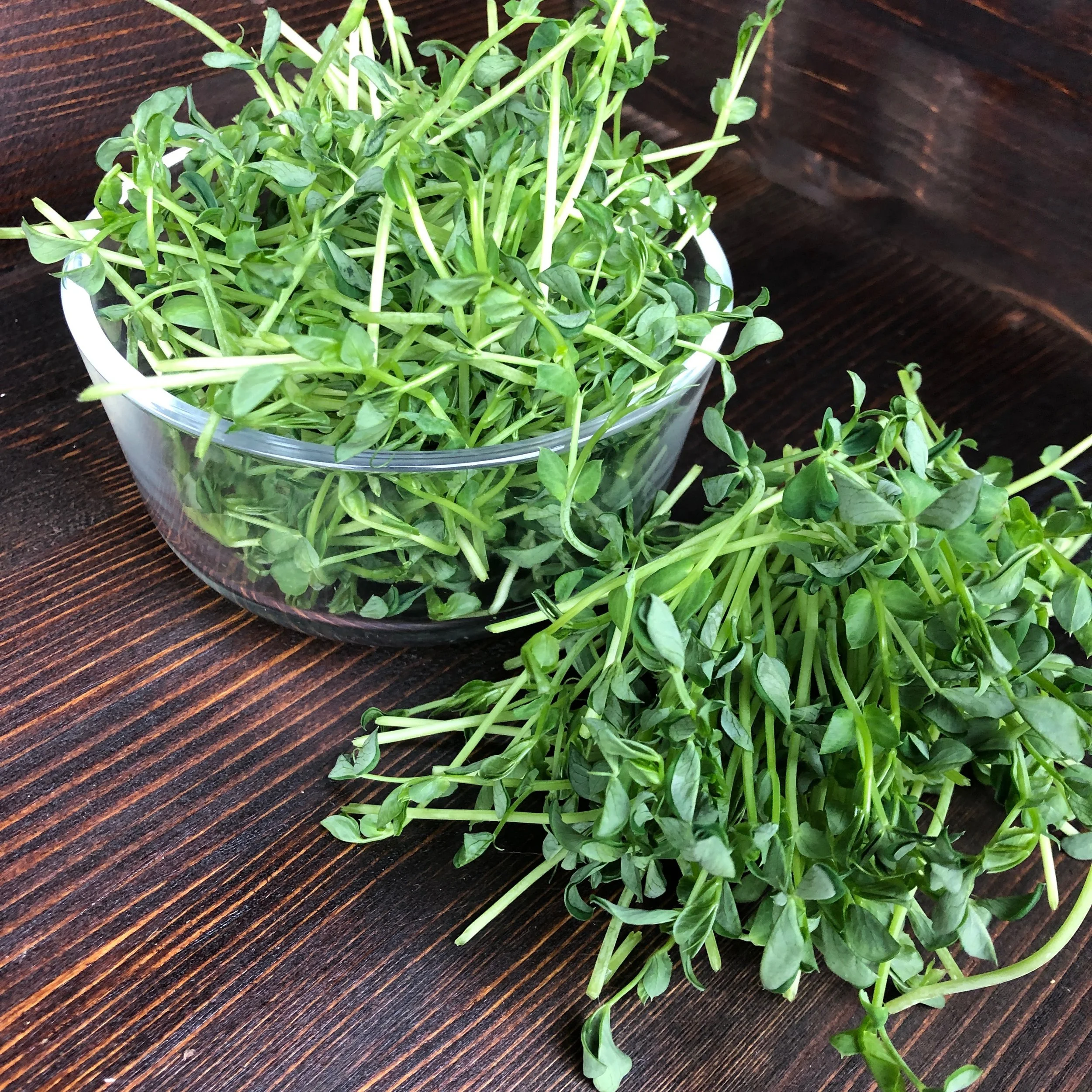 Pile of sweet pea microgreens locally grown in Xenia, Ohio
