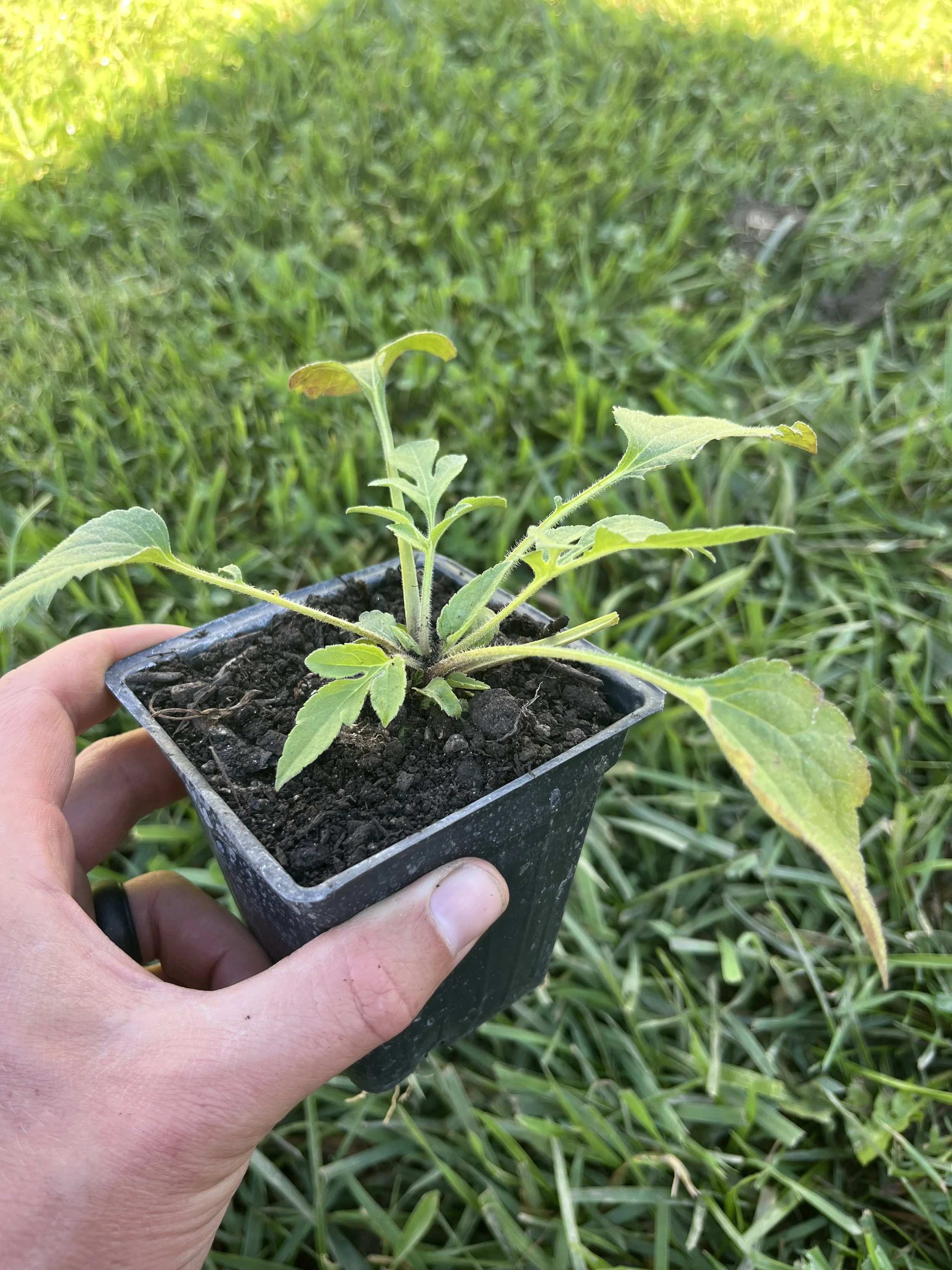 IMG_1188.jpeg