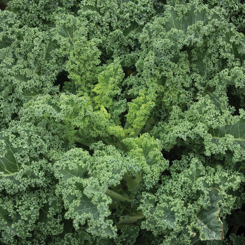kale.jpg