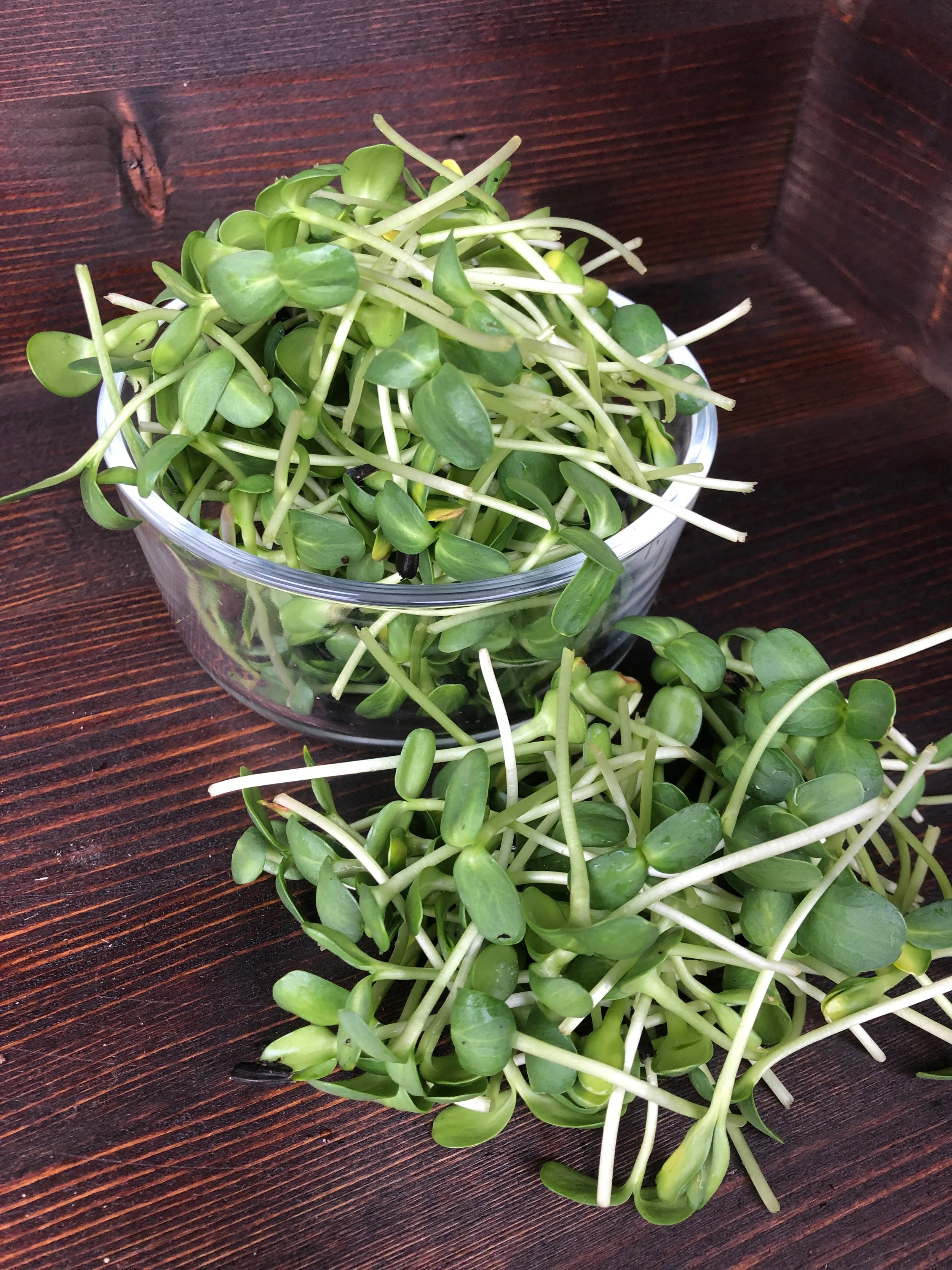 Pile of sunflower microgreens locally grown in Xenia, Ohio