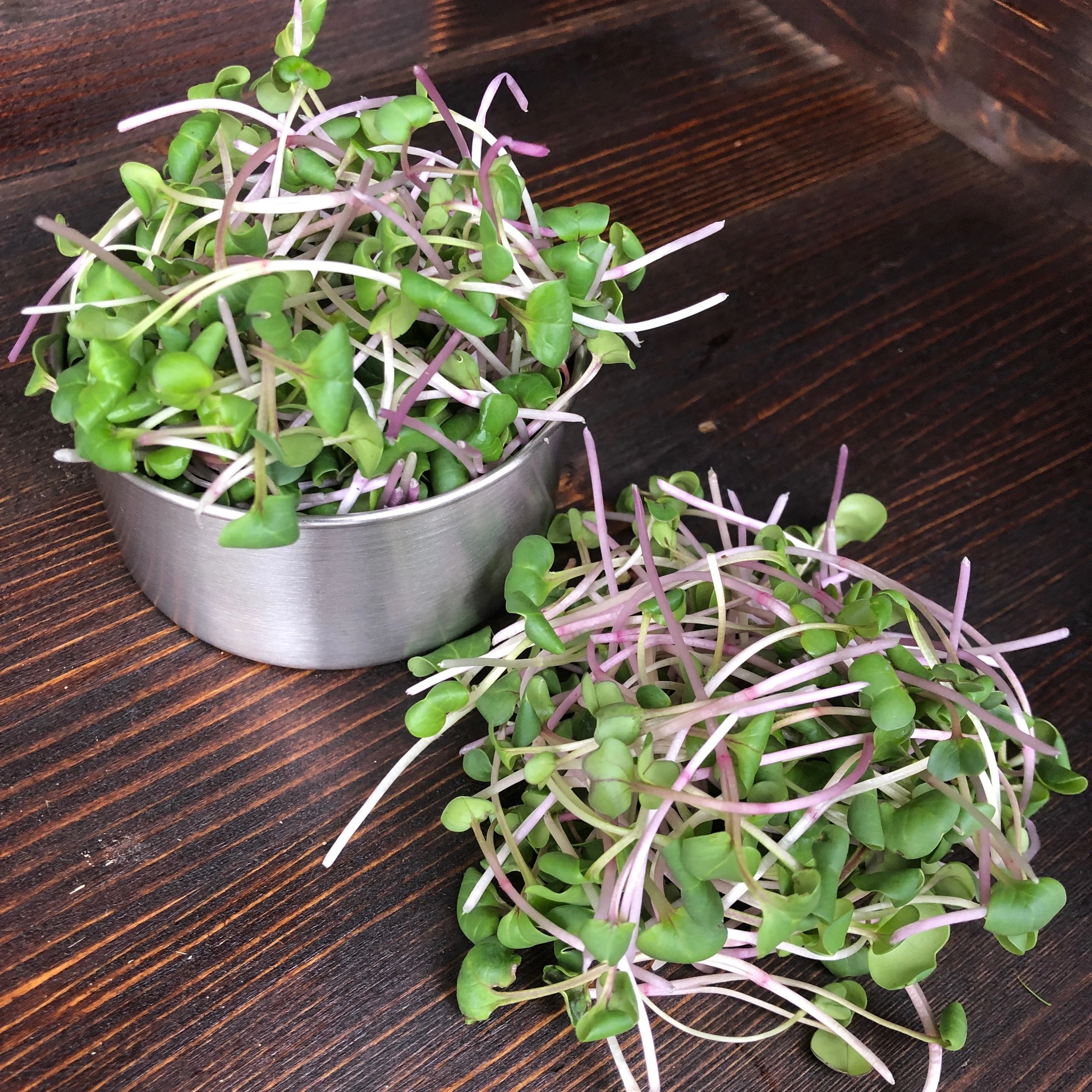 Pile of radish microgreens locally grown in Xenia, Ohio