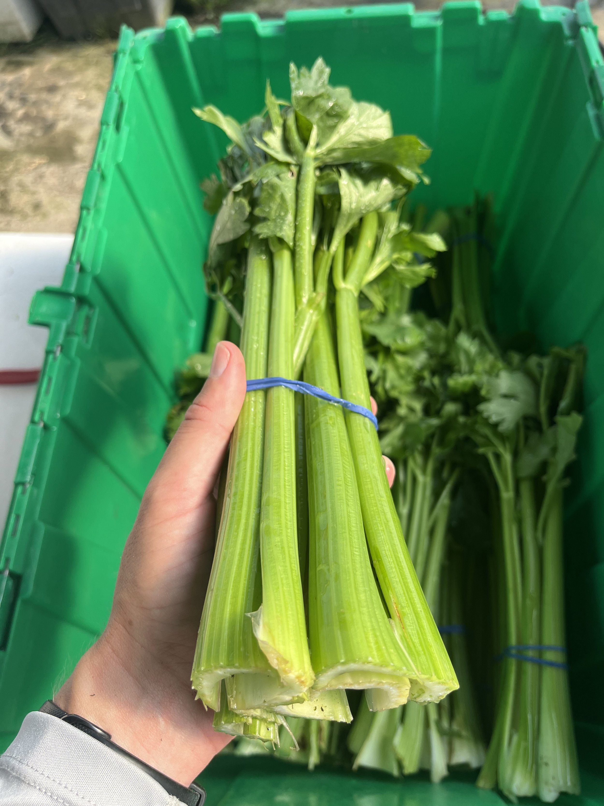 celery1.jpeg