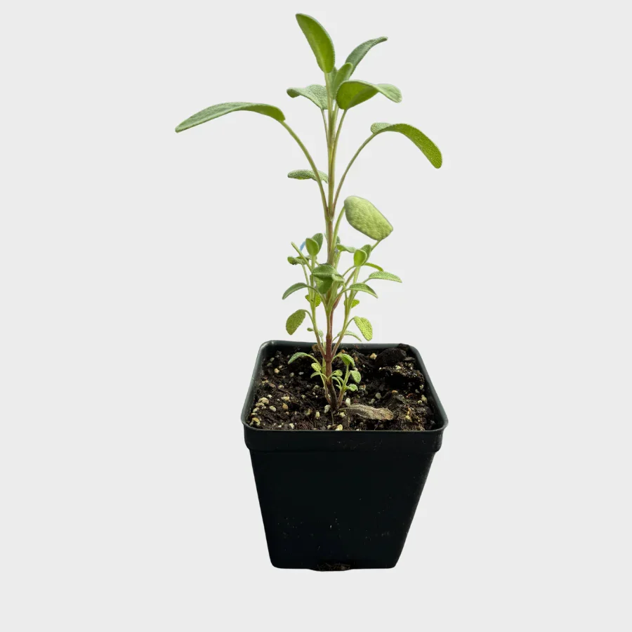 sage plant.webp