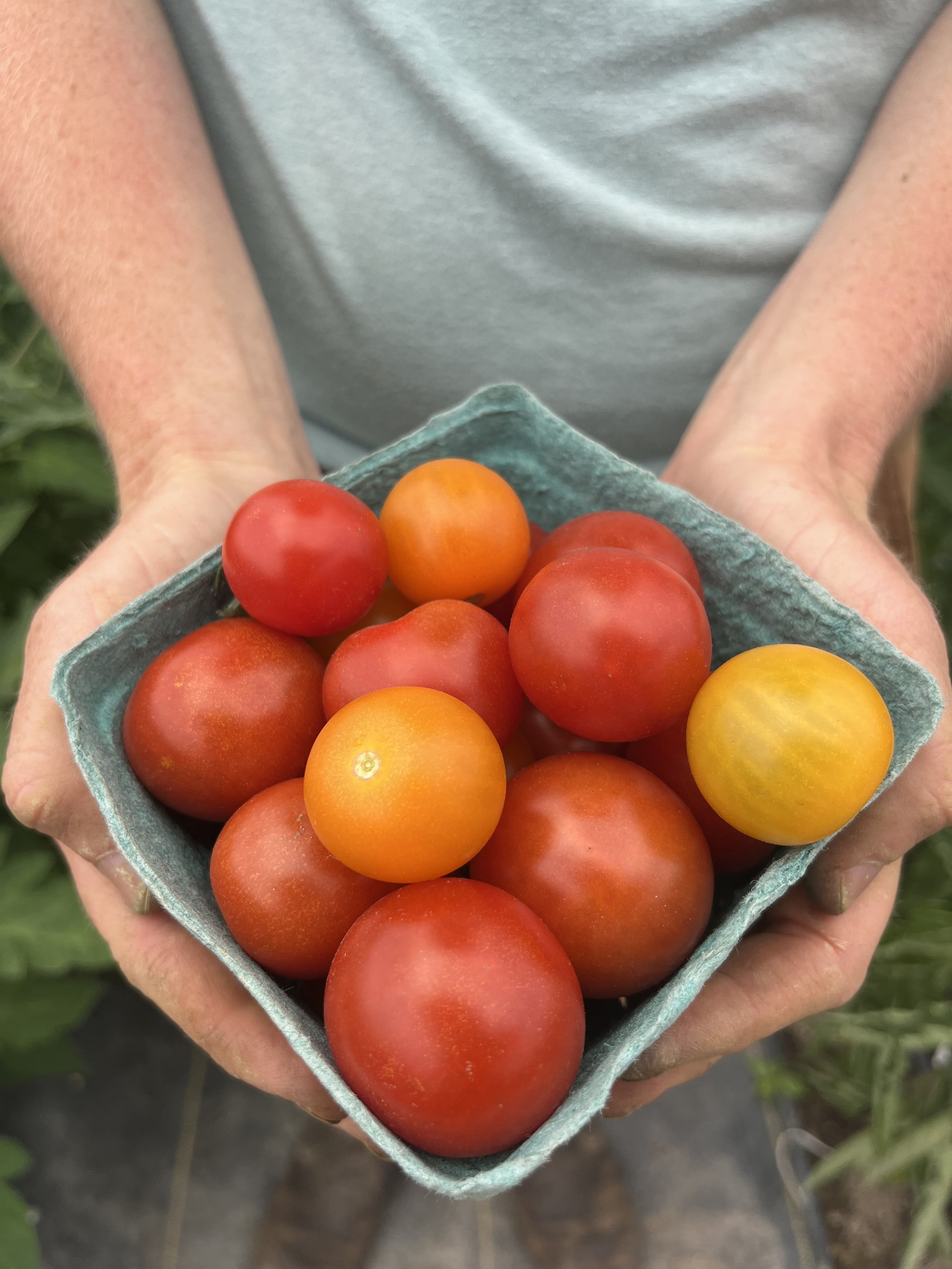 Cherry Tomato Pint