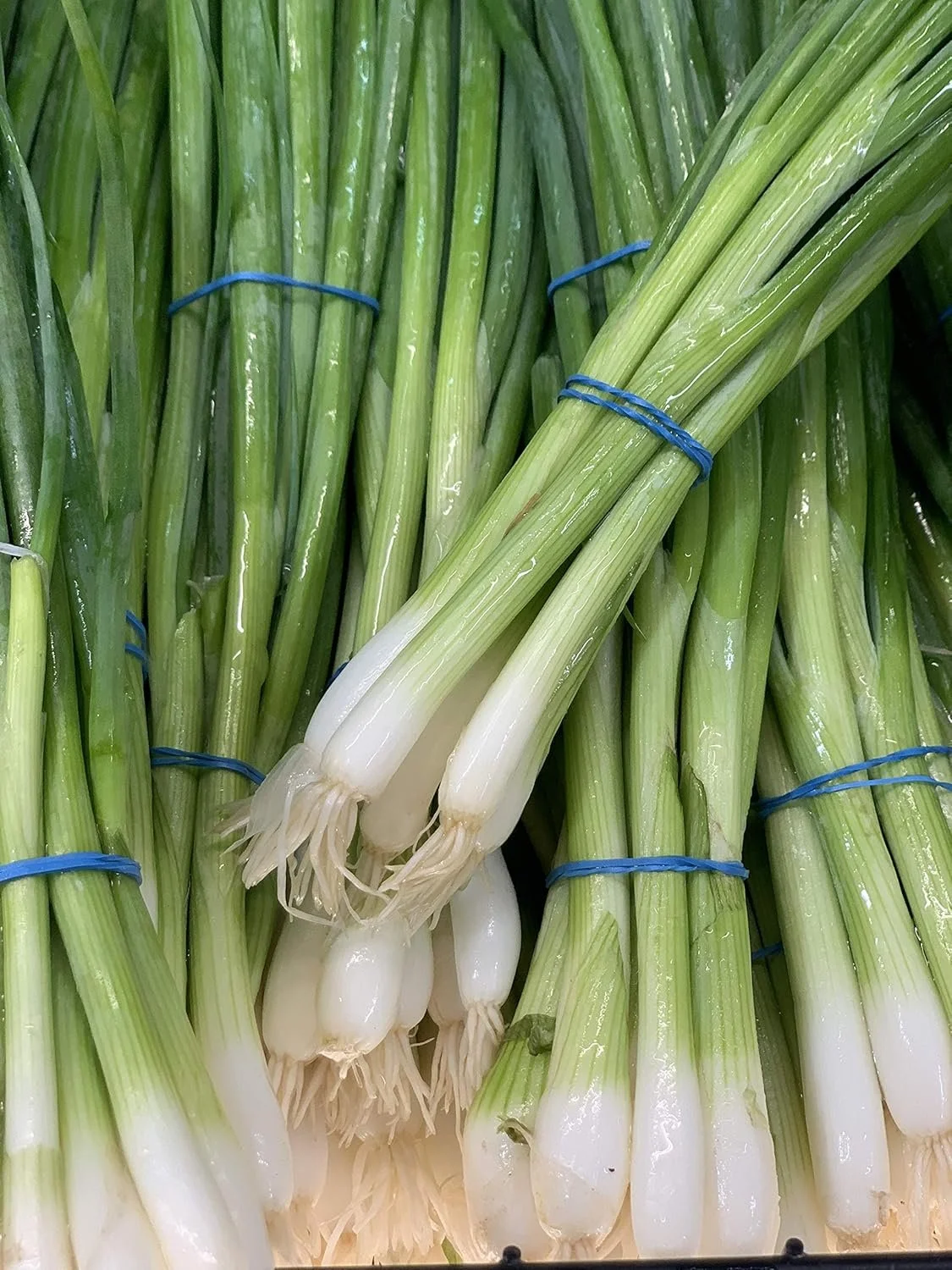 green onion.jpg