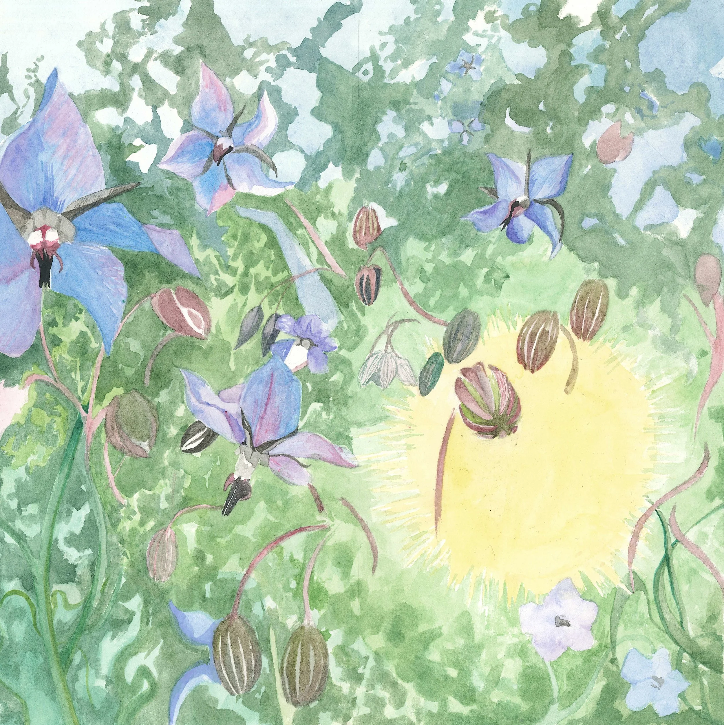 Borage 2023