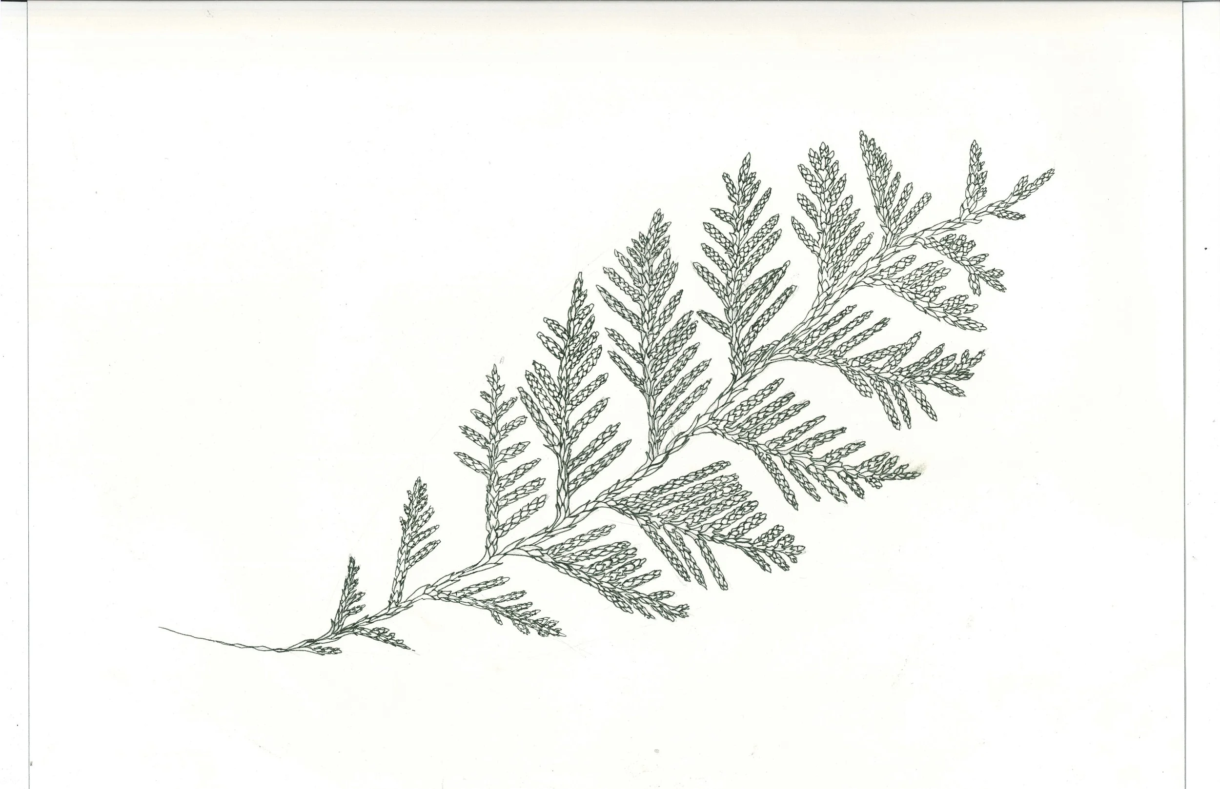 Cedar bough 2024