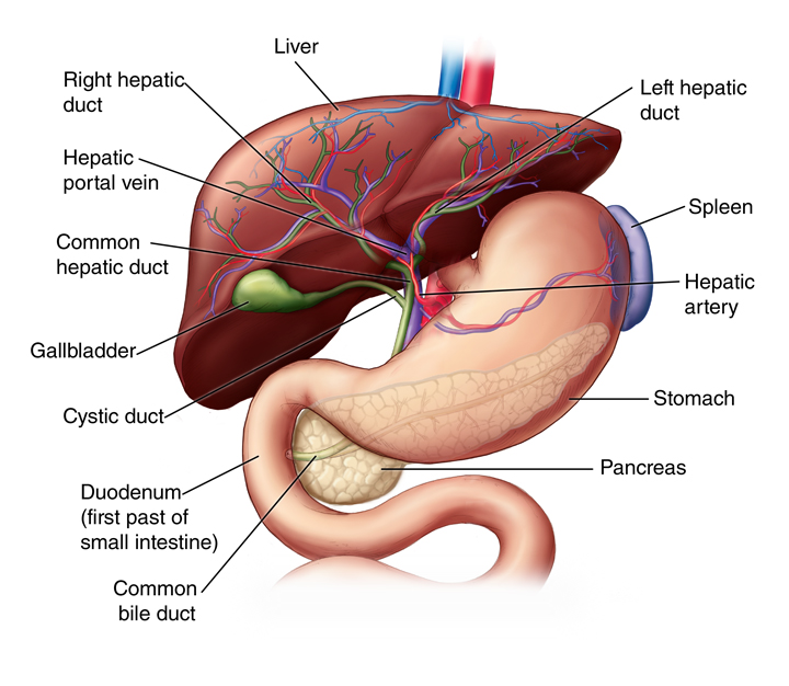 do I actually need my gall bladder?