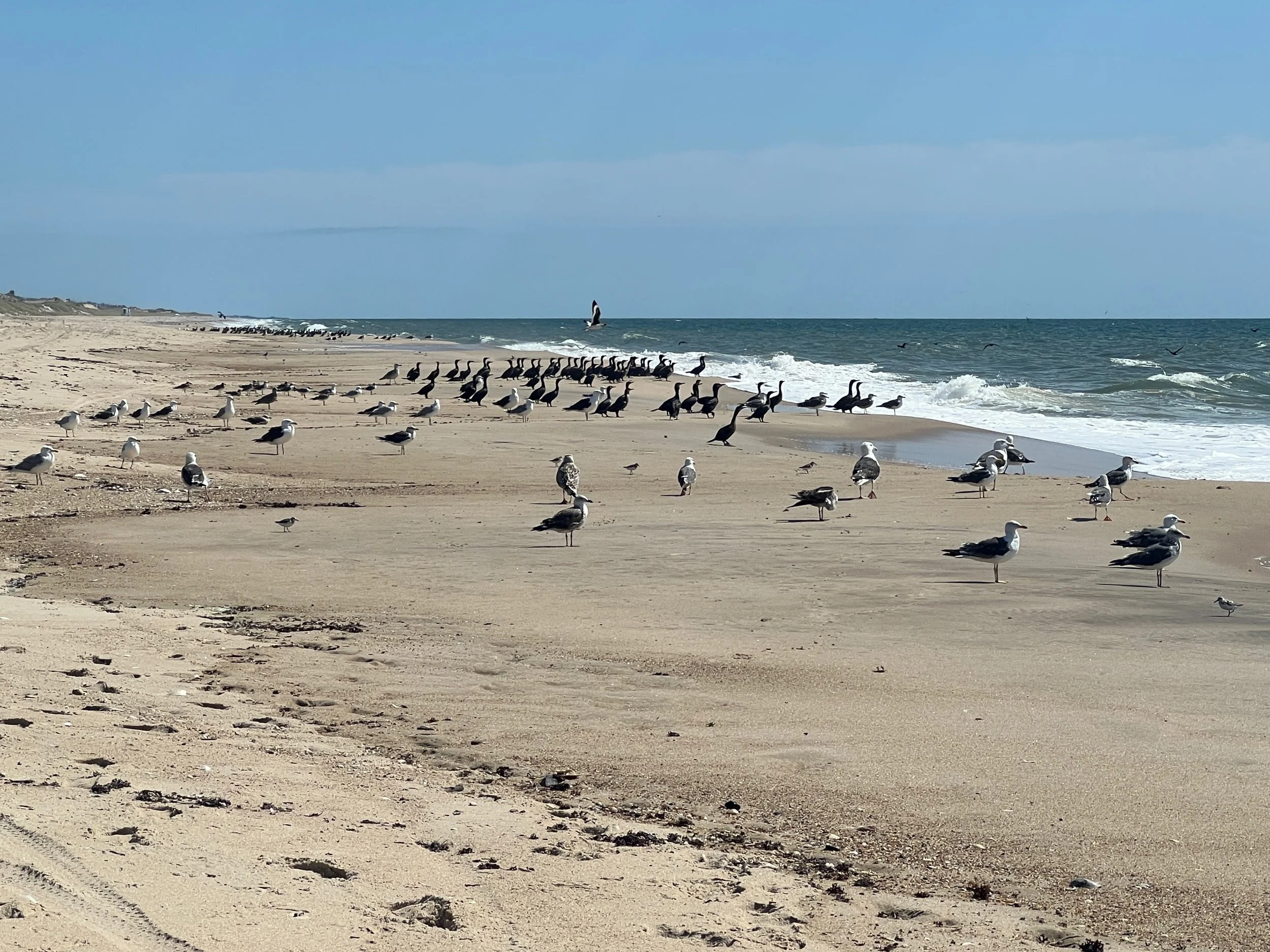 Georgica to Hither Hills Swim/Hike