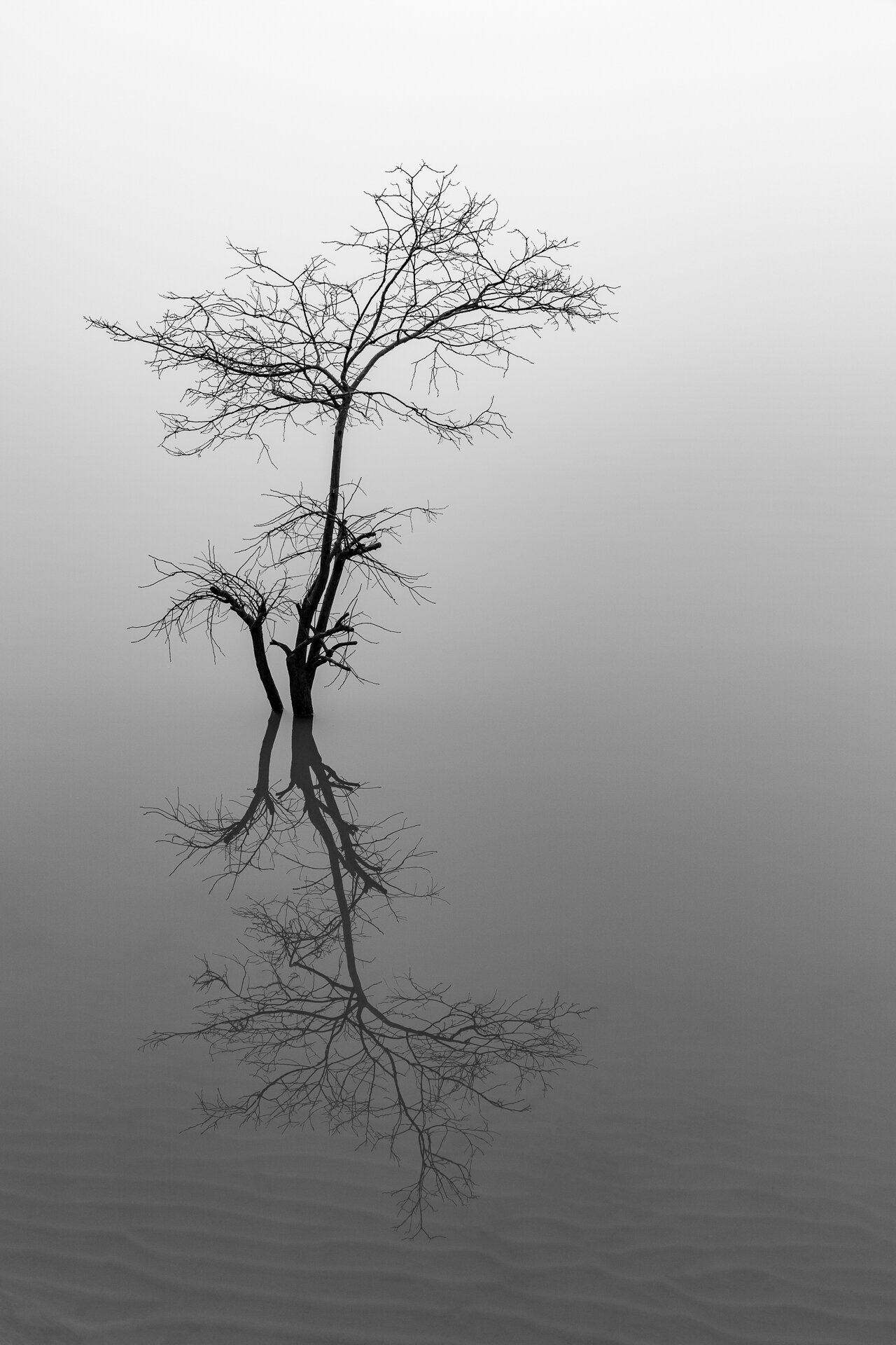 Fog and Flood