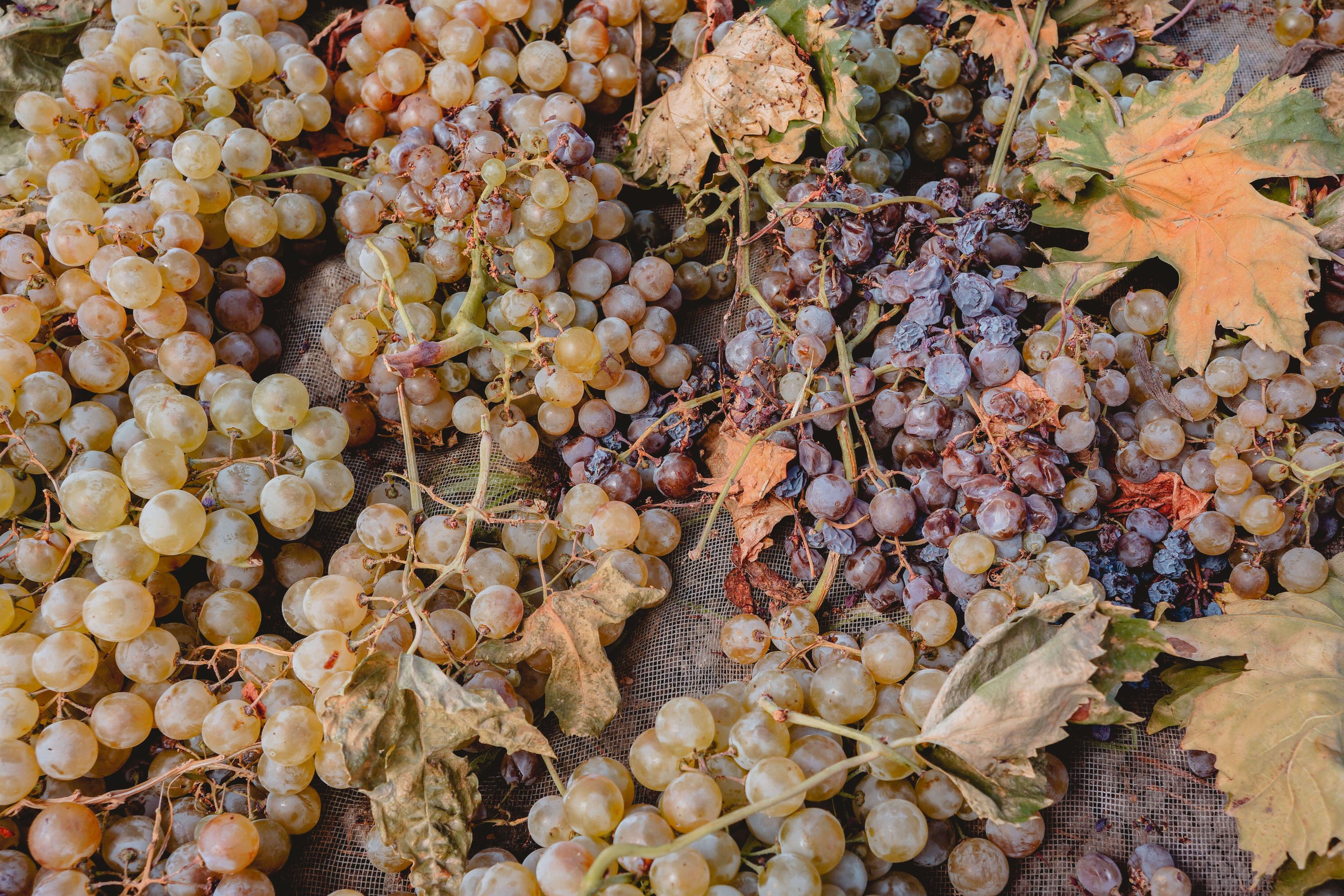 PX-grapes-pasification-Montesoro.jpg
