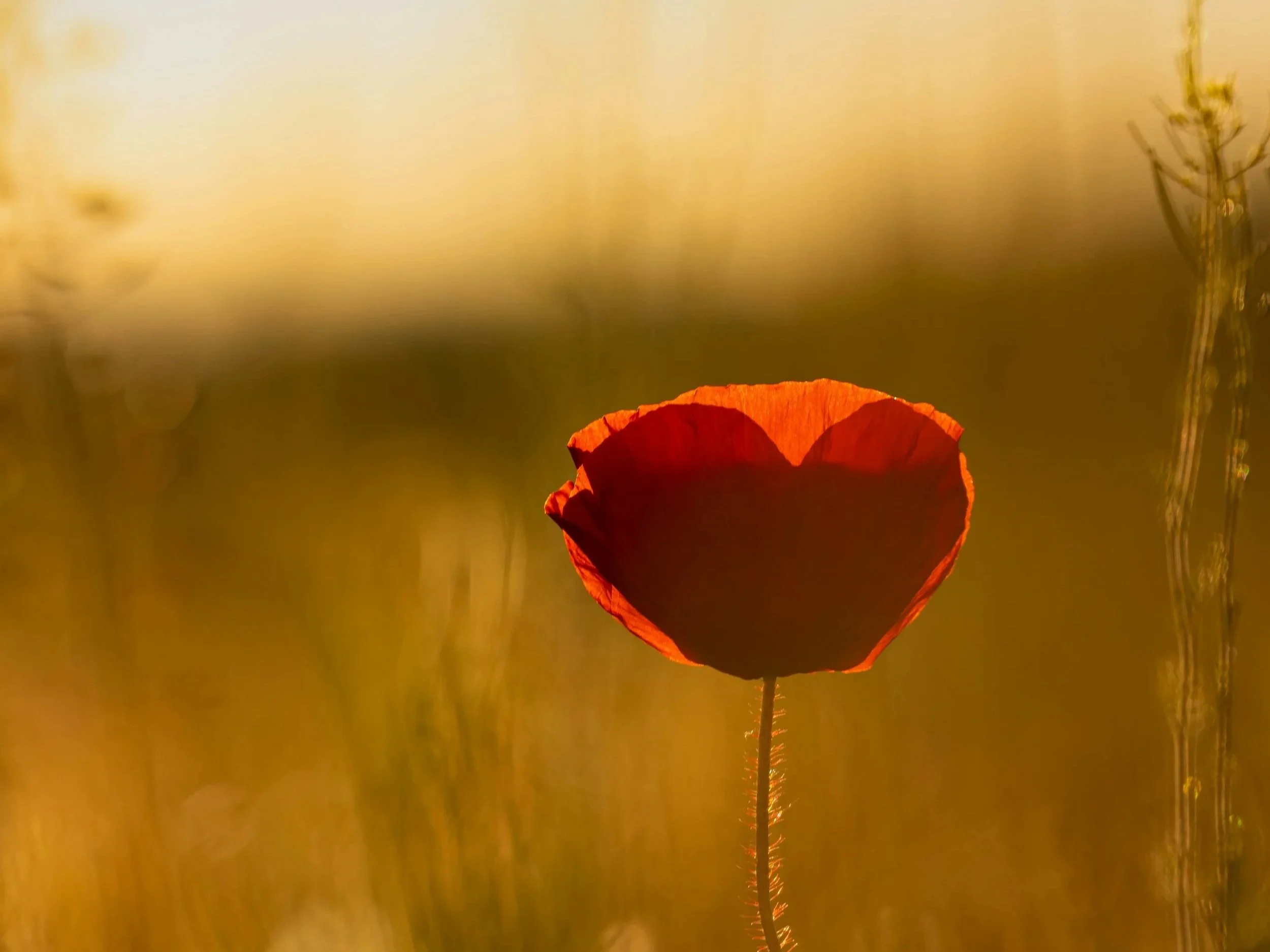 Thinking and Feeling: How To Spot The Difference