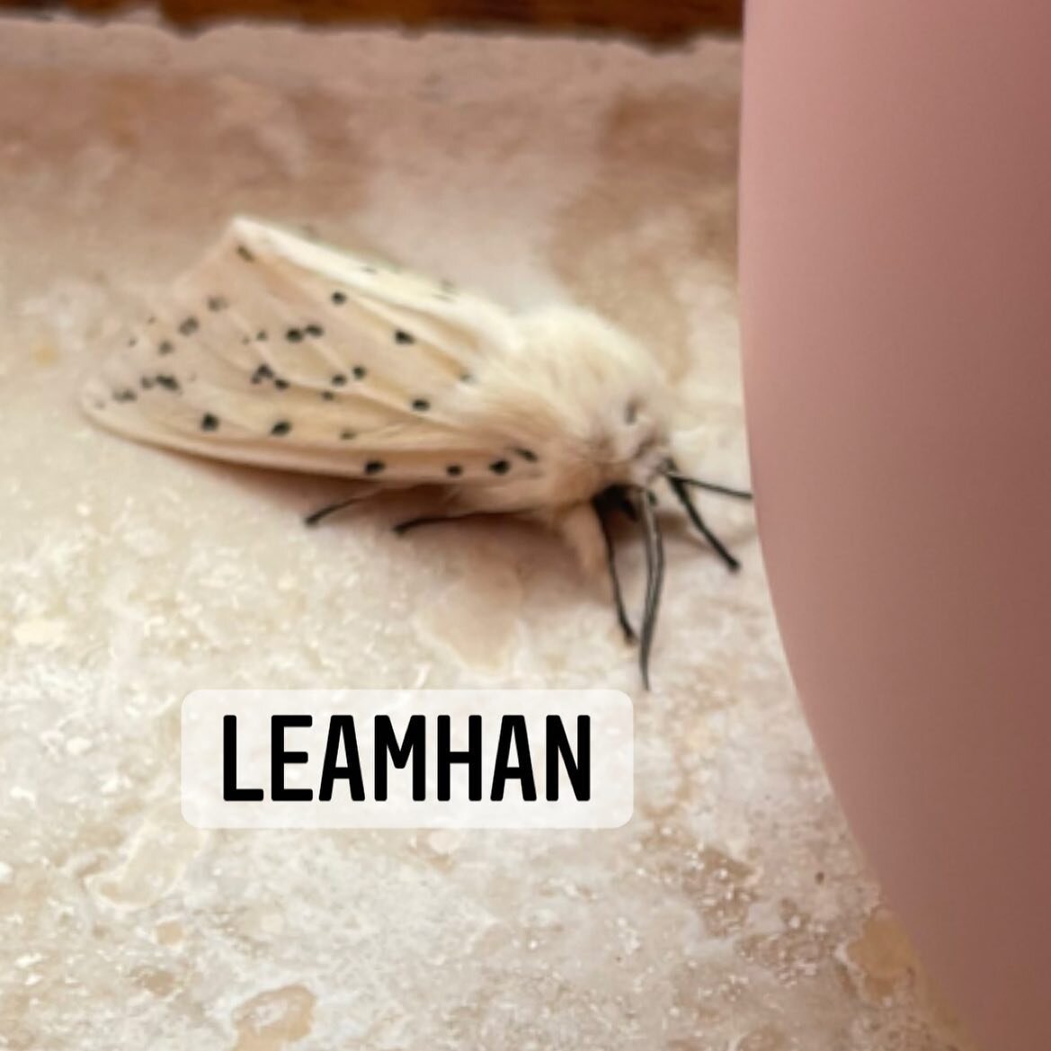 Focal an lae, word of the day leamhan = moth. Another word for it is f&eacute;ileac&aacute;n o&iacute;che or night butterfly.