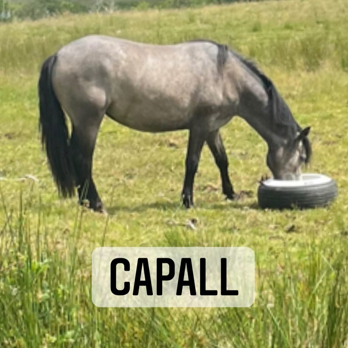 Focal an lae, word of the day. Capall = horse.