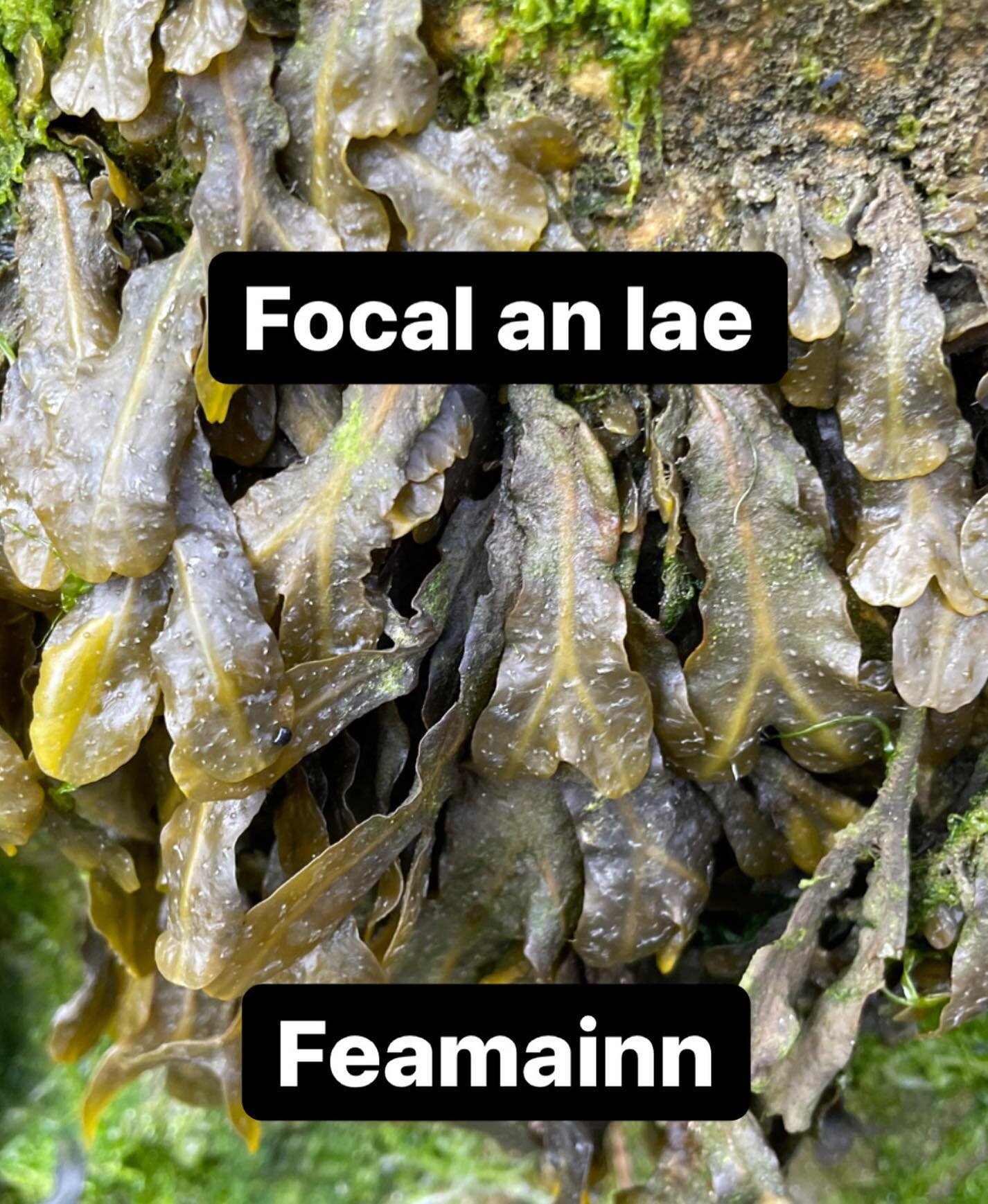 Focal an lae, word of the day feamainn = seaweed. Did you know that most of the world's oxygen, about 70%, comes from seaweeds and algae? #funfacts