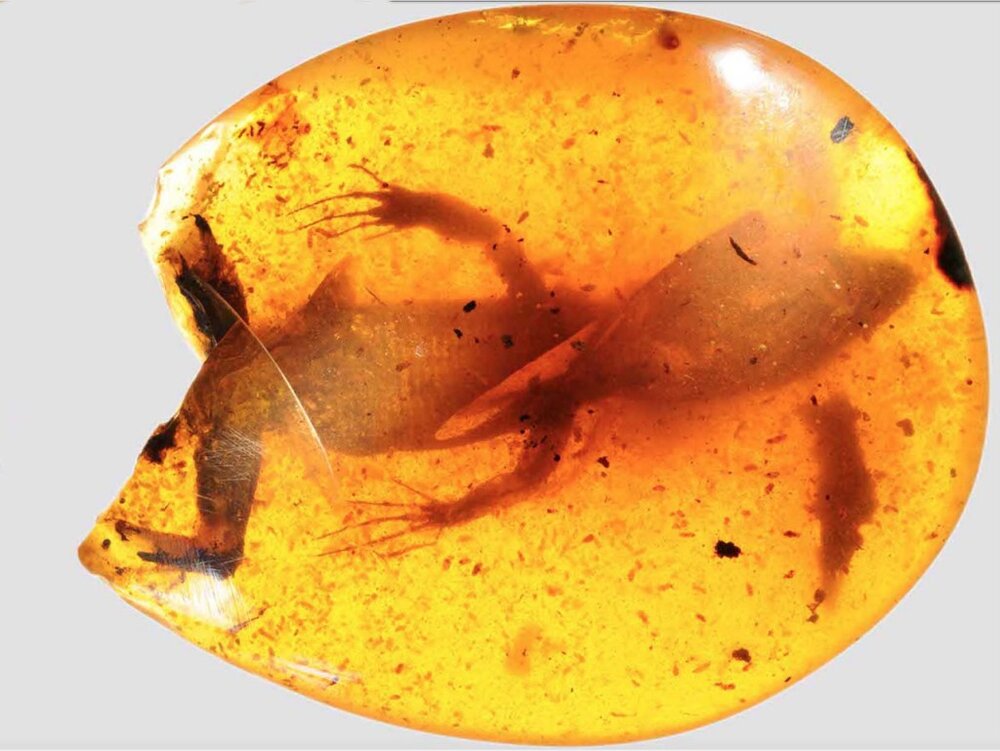 Amber-fossils-6-1024x769.jpeg