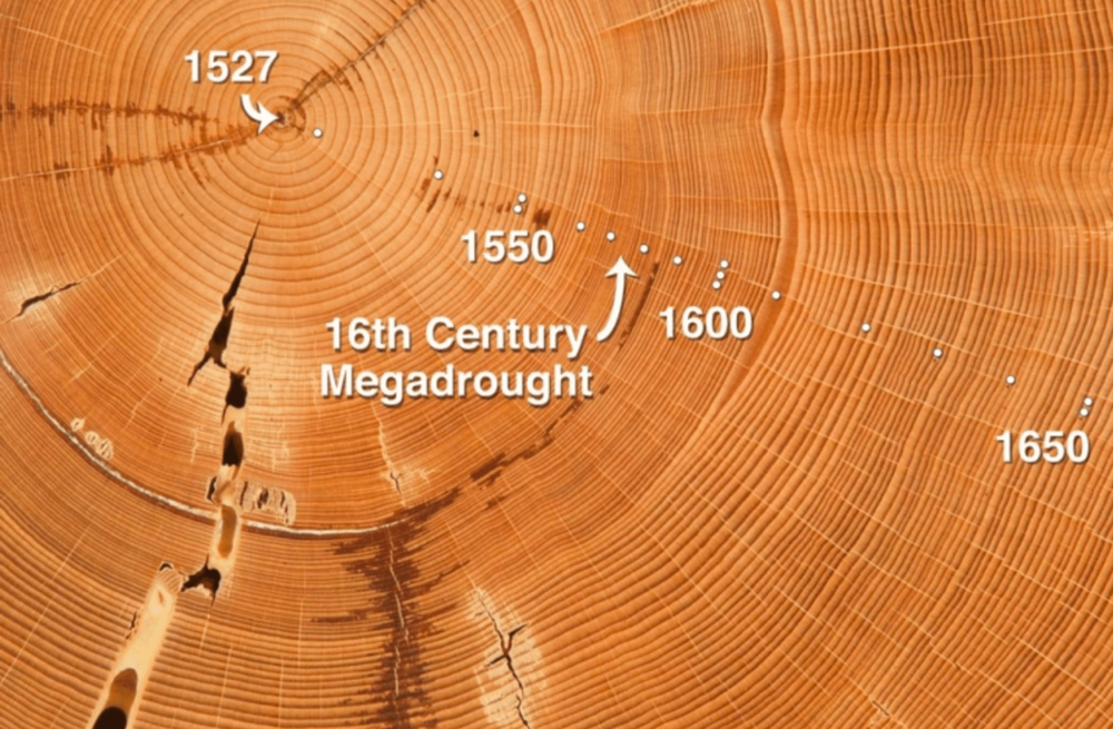 Tree-Growth-Rings.png