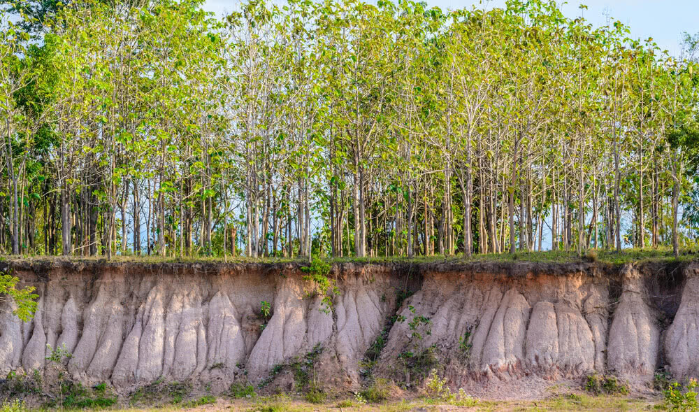 Trees prevent erosion.jpg
