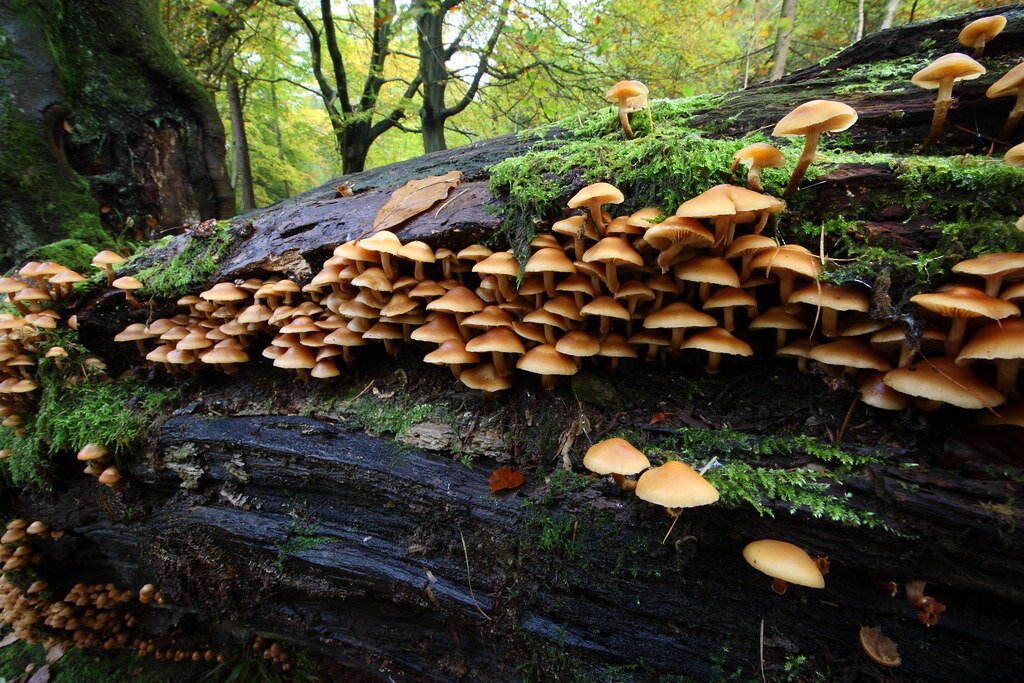 Fungi on a log.jpg