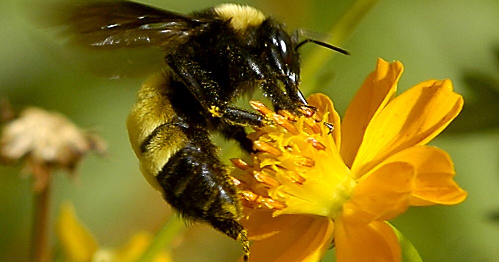 Afracanized Honey Bee.jpg