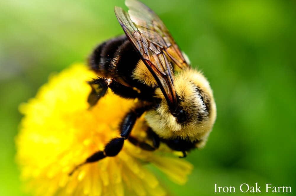 bumble bee.jpg