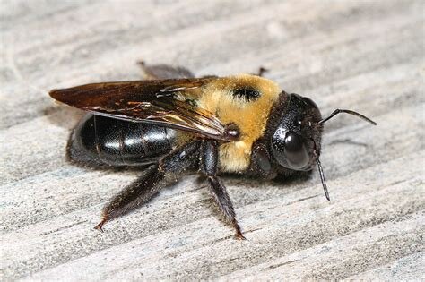 carpenter bees.jpg