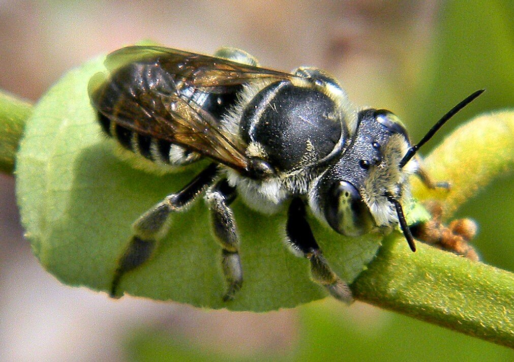 Leafcutter_bee.jpg