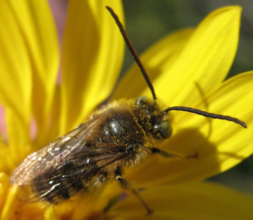 Long horned Bee.jpg
