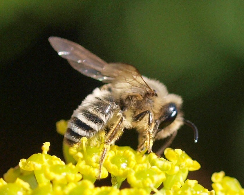Plasterer Bees.jpg