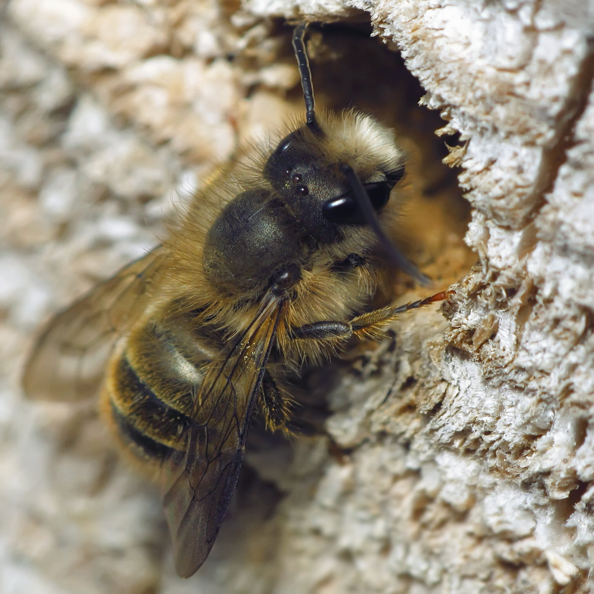 Mason Bee.jpg