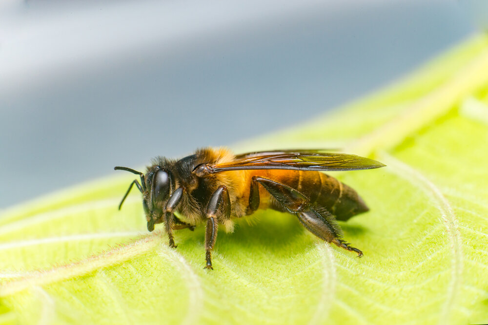Stingless-Bees.jpg