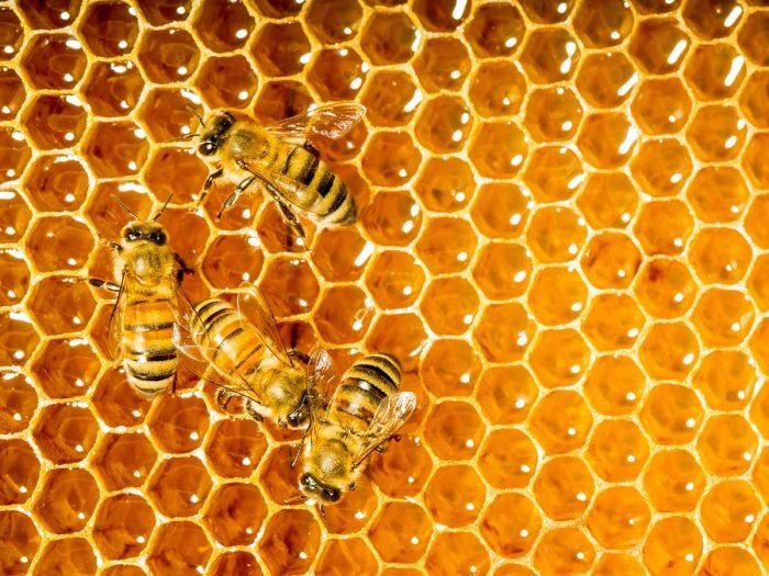 Honeycomb.jpg