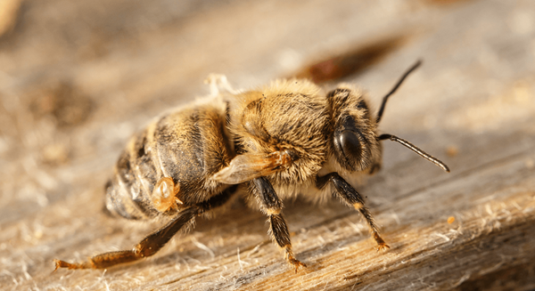 Varroa Mite Attacking Honey Bee.png