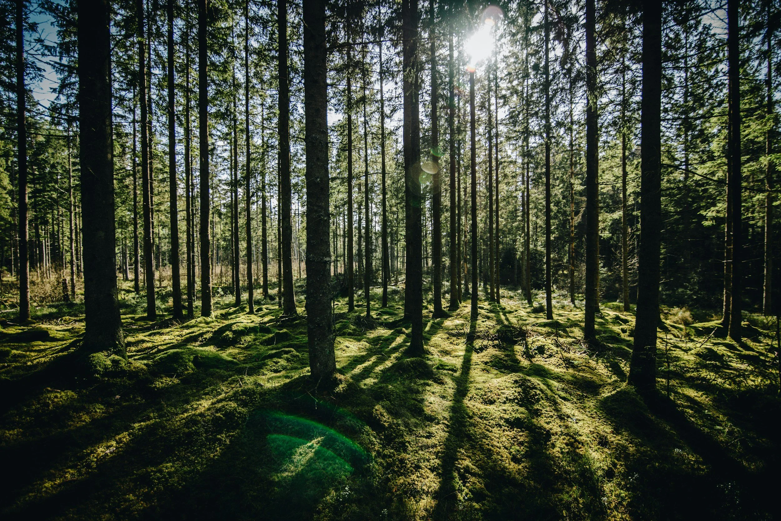 grounding natural environment supporting rest, healing, and reconnection