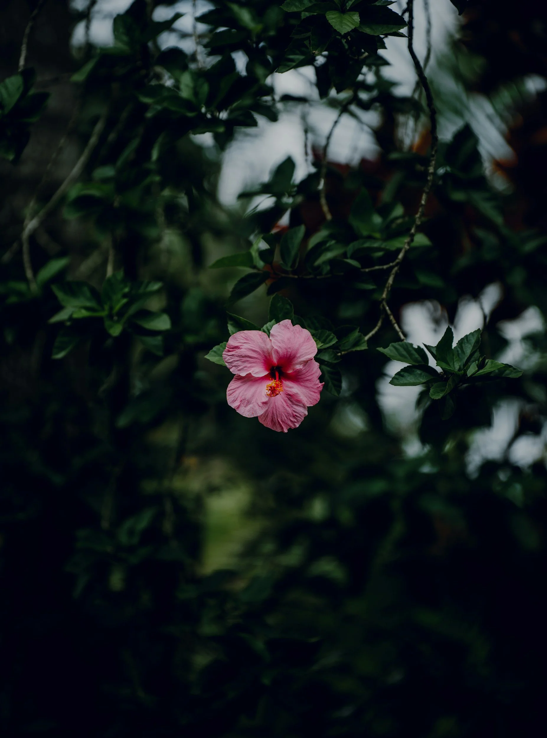 somatic healing