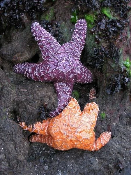Two starfish, one purple and one orange, on a rocky surface.