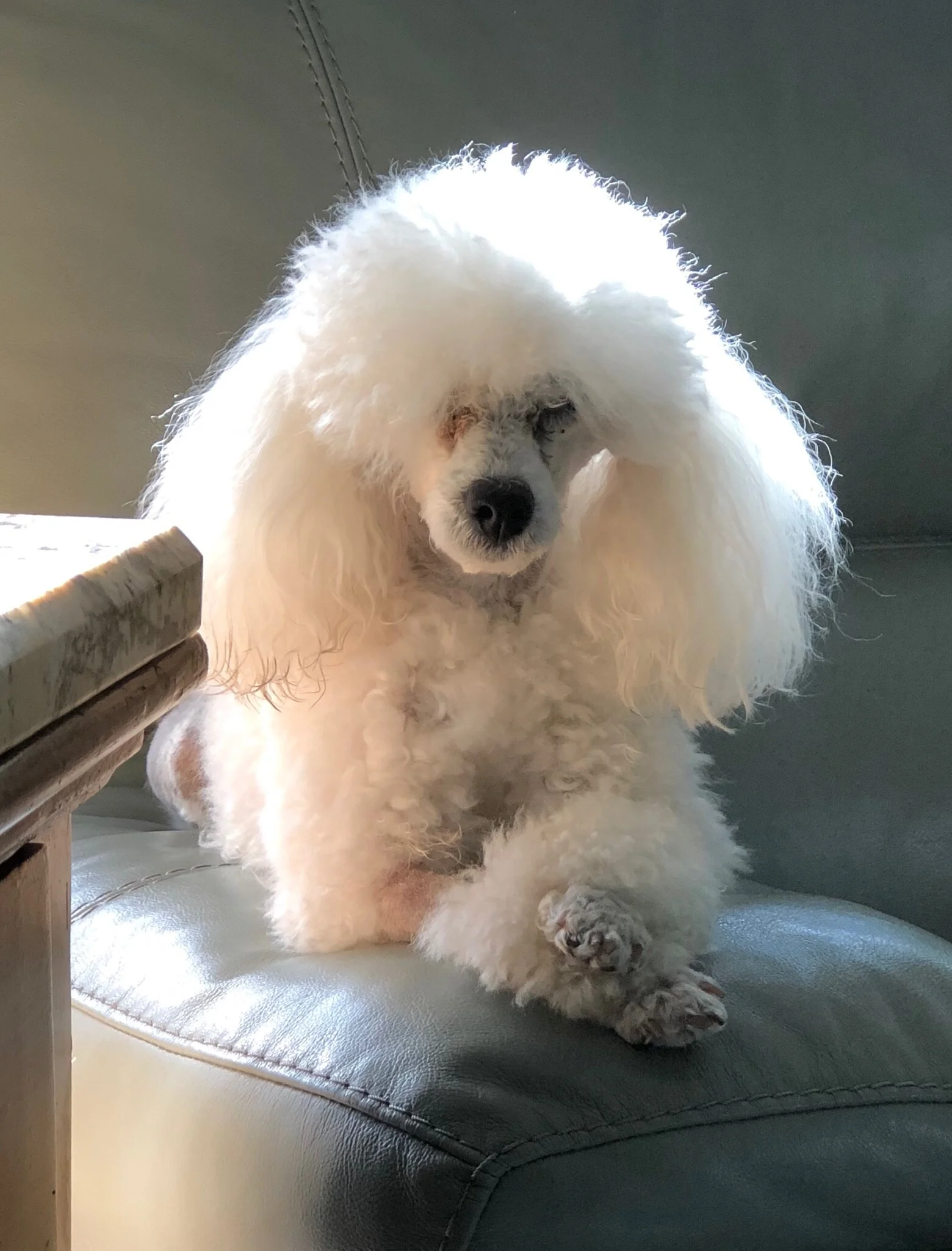 white toy poodle