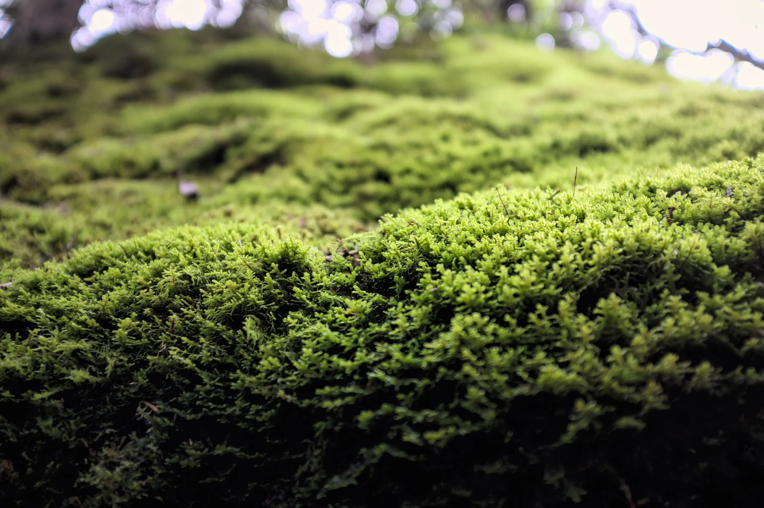 Moss – It is everywhere!